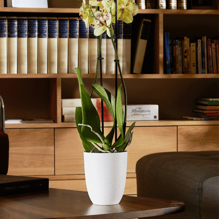 Cache-pot d’intérieur Rond OPALE Ø 12,5 cm spécial orchidées – 1,3 L